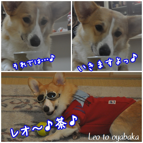 レオ茶変身♪.jpg