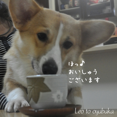 飲めレオ茶マン.jpg