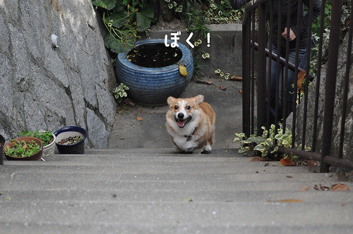 見ている方も楽しいよ♪.gif