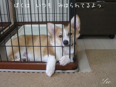 見はられてるよっ.jpg
