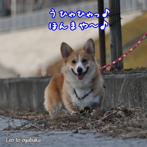 枯れ枝さん、落ち葉さん、大好きだよっ♪.jpg