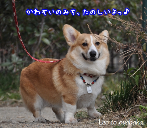 川沿いの道楽しいよっ♪.jpg