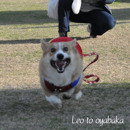 走ってくるの?.jpg