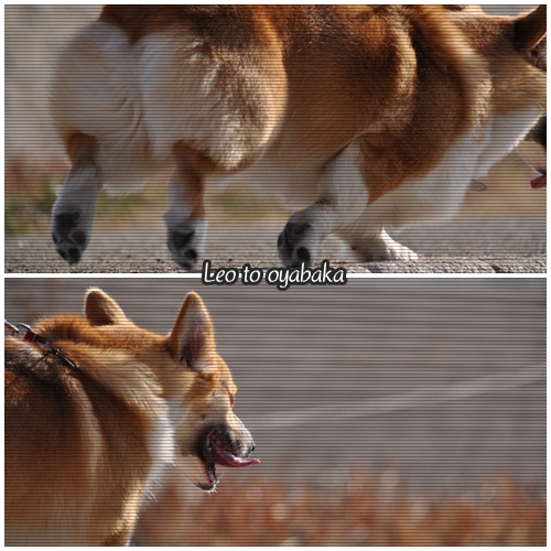 走ろう♪.jpg
