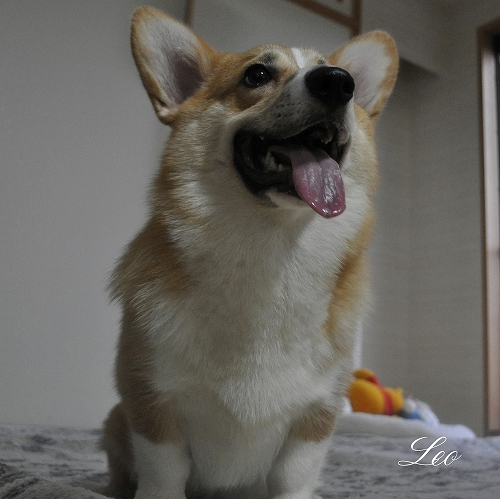 投票よろしく.jpg