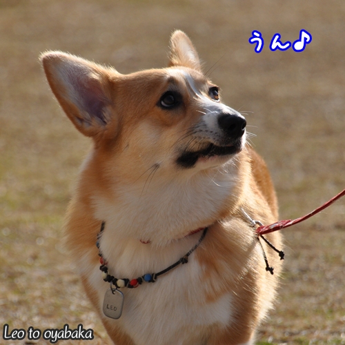 抹茶ちゃんとフクちゃんにお礼言わないとだねっ♪.jpg