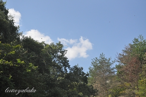DSC_0046.jpg