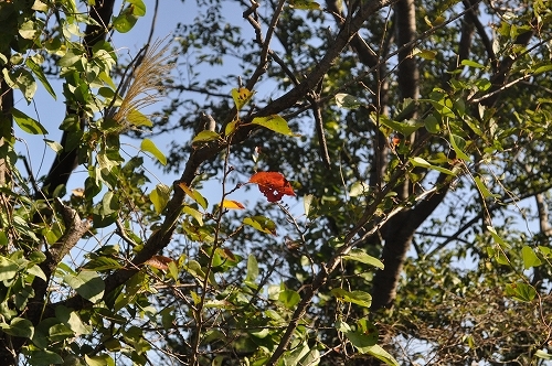 DSC_0154.jpg