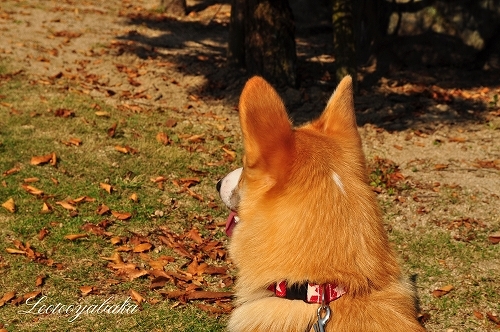 DSC_0266.jpg