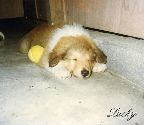 lucky001.jpg