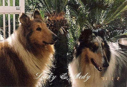 lucky&Sedy.jpg